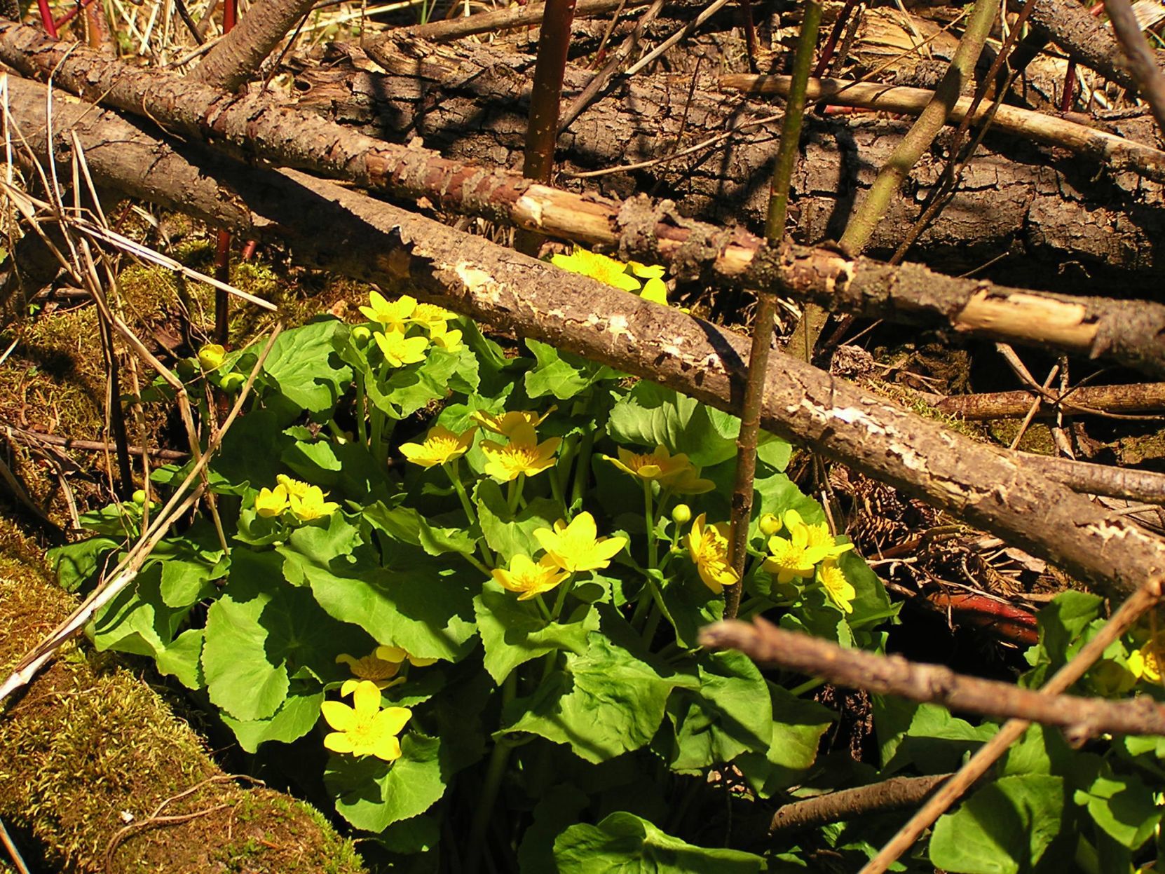 Cowslip flowers